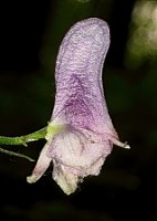 Aconitum moldavicum (tojad mołdawski)