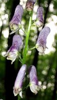 Aconitum moldavicum (tojad mołdawski)