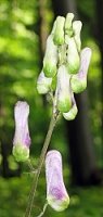 Aconitum moldavicum (tojad mołdawski)