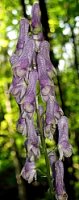 Aconitum moldavicum (tojad mołdawski)