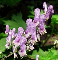 Aconitum moldavicum (tojad mołdawski)