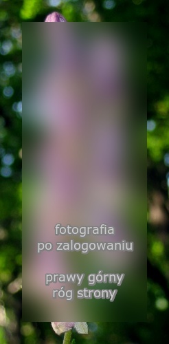 Aconitum moldavicum (tojad mołdawski)