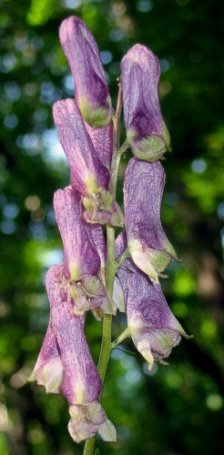 Aconitum moldavicum (tojad mołdawski)