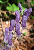 Aconitum moldavicum (tojad mołdawski)