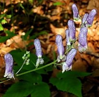 Aconitum moldavicum (tojad mołdawski)