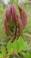 Astragalus glycyphyllos