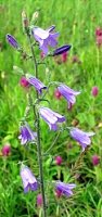 Campanula sibirica (dzwonek syberyjski)