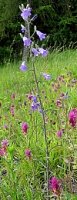 Campanula sibirica (dzwonek syberyjski)