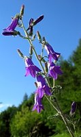 Campanula sibirica (dzwonek syberyjski)