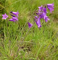 Campanula sibirica (dzwonek syberyjski)