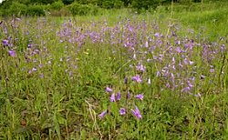 Campanula sibirica (dzwonek syberyjski)