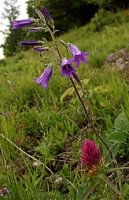 Campanula sibirica (dzwonek syberyjski)