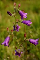 Campanula sibirica (dzwonek syberyjski)