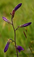 Campanula sibirica (dzwonek syberyjski)