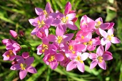 Centaurium erythraea (centuria pospolita)