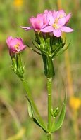 Centaurium erythraea (centuria pospolita)