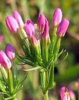 Centaurium erythraea (centuria pospolita)