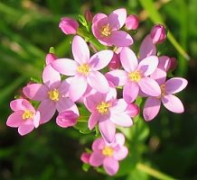 Centaurium erythraea (centuria pospolita)