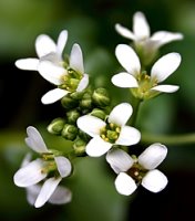 Cochlearia polonica (warzucha polska)