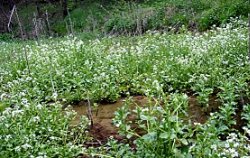 Cochlearia polonica (warzucha polska)