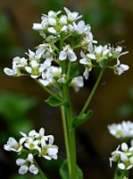 Cochlearia polonica (warzucha polska)