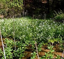 Cochlearia polonica (warzucha polska)