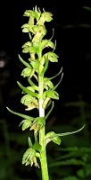 Coeloglossum viride