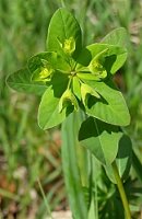 Euphorbia angulata