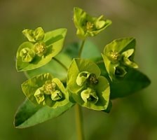 Euphorbia angulata