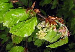 Fagus sylvatica