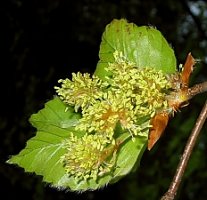 Fagus sylvatica