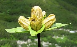 Gentiana punctata