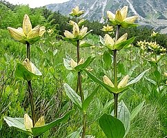 Gentiana punctata