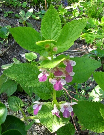 Melittis melissophyllum