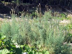 Myricaria germanica (września pobrzeżna)