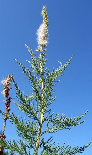 Myricaria germanica (września pobrzeżna)