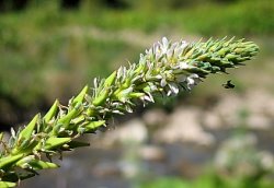 Myricaria germanica (września pobrzeżna)