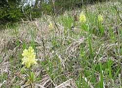 Orchis pallens (storczyk blady)