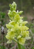 Orchis pallens (storczyk blady)