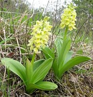 Orchis pallens (storczyk blady)