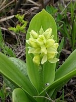 Orchis pallens (storczyk blady)