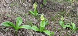 Orchis pallens (storczyk blady)