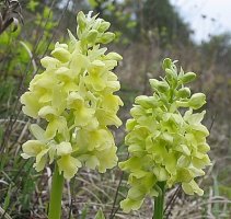 Orchis pallens (storczyk blady)