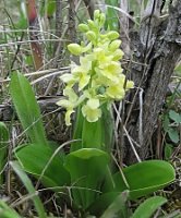 Orchis pallens (storczyk blady)