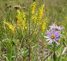 Orthantha lutea (ortanta żółta)