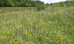 Orthantha lutea (ortanta żółta)