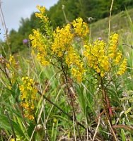 Orthantha lutea (ortanta żółta)