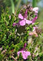 Pedicularis sylvatica