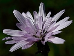 Scorzonera purpurea