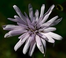 Scorzonera purpurea